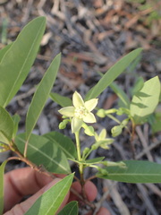Gymnanthera oblonga