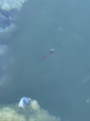 Cyprinodon nevadensis mionectes