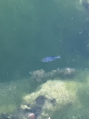 Cyprinodon nevadensis mionectes