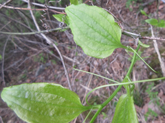 Smilax sieboldii