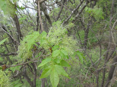 Fraxinus chinensis