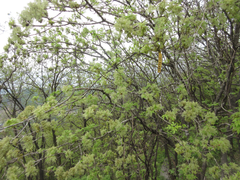 Fraxinus chinensis
