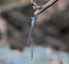 Indolestes tenuissimus