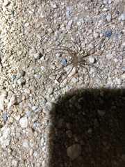 Loxosceles deserta