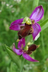 Ophrys apifera almaracensis