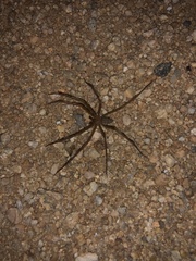 Loxosceles deserta