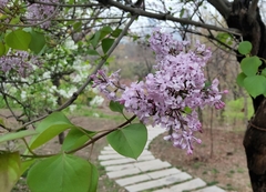 Syringa vulgaris