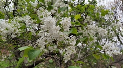 Syringa vulgaris