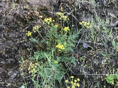 Lomatium hallii