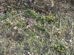 Lomatium hallii