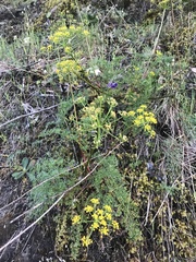 Lomatium hallii