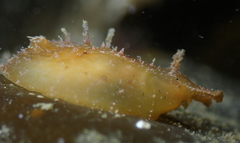 Petalifera