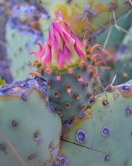 Opuntia tapona