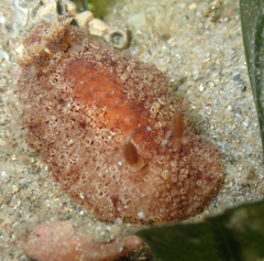 Image of Carminodoris nodulosa