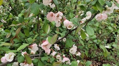 Chaenomeles speciosa