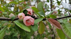 Chaenomeles speciosa