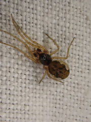 Pachygnatha degeeri