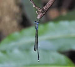 Indolestes tenuissimus