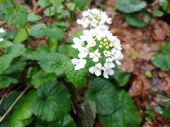 Pachyphragma macrophyllum