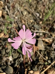 Clarkia breweri