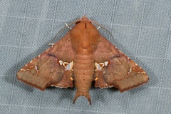 Targallodes vittalba