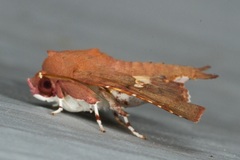 Targallodes vittalba