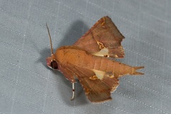 Targallodes vittalba