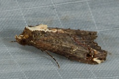 Lophoptera nama