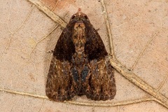 Stenopterygia calida