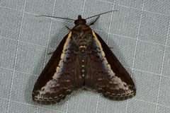 Lophoptera squammigera
