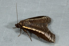Lophoptera squammigera