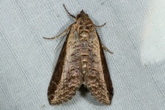 Lophoptera squammigera