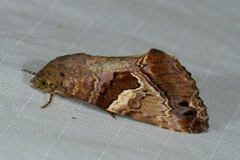 Odontodes pallidifimbria