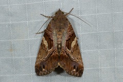Odontodes pallidifimbria