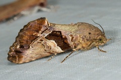Odontodes pallidifimbria