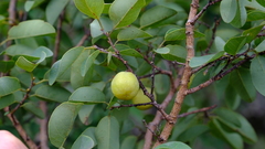 Pseudolachnostylis maprouneifolia