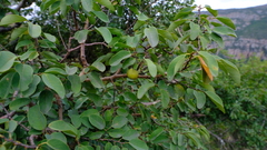 Pseudolachnostylis maprouneifolia