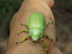 Chrysina laniventris