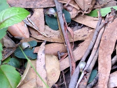 Corybas aconitiflorus