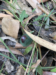 Corybas aconitiflorus