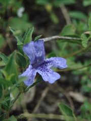 Dyschoriste humilis