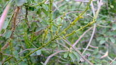 Viscum combreticola