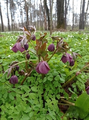 Helleborus purpurascens