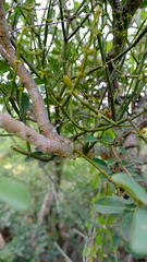 Viscum combreticola