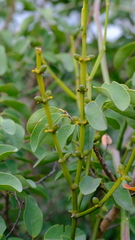 Viscum combreticola