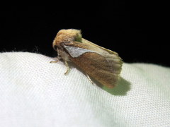 Prolimacodes trigona