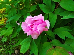 Paeonia suffruticosa