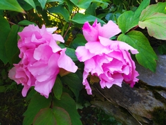 Paeonia suffruticosa