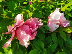 Paeonia suffruticosa