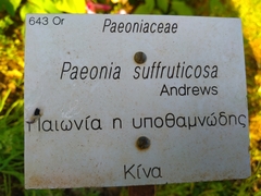 Paeonia suffruticosa